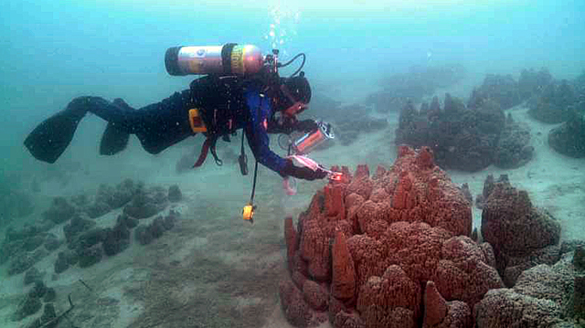 Diver examines carbonate structure in Canadian lake.