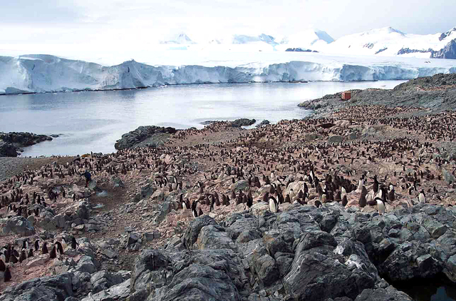 Penguins on an island with ice in background.