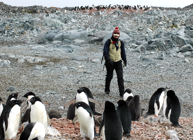 Person walks through penguin colony.