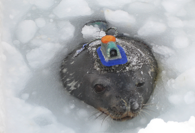 Seal with instrument on its head.