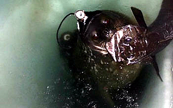 seal with fish in its mouth.