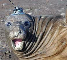 Elephant seal with device on its head.