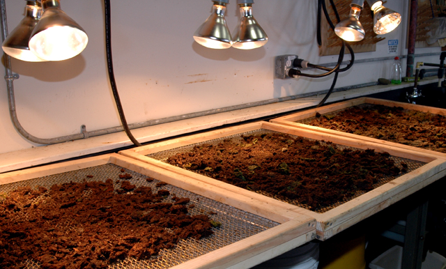 Lamps heat up soil to force larvae into pans.