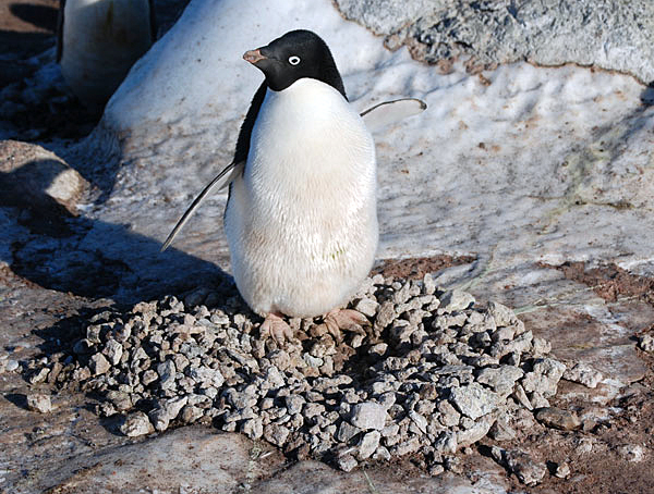 An adult penguin guards its nest.