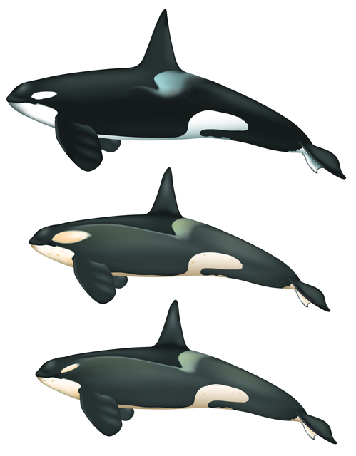 Graphic of killer whale species.