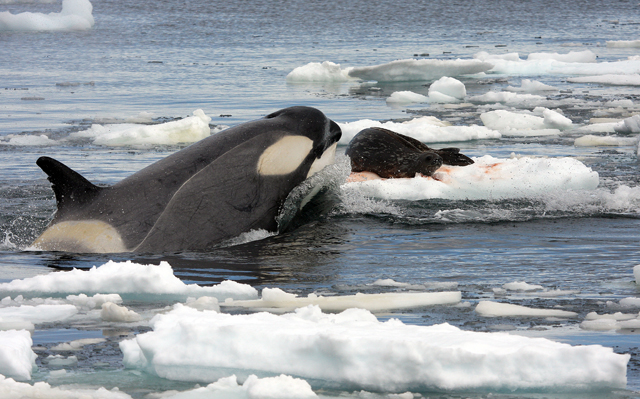 Killer whale checks out Weddell seal.