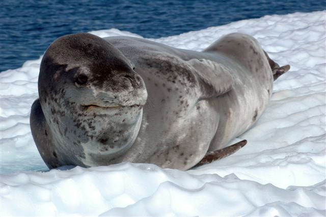 Leopard Seal