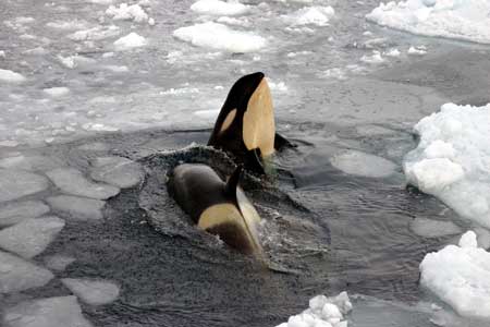 Killer whales breach ice-covered water.