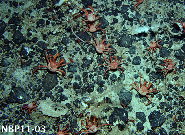 Crabs on the ocean floor.