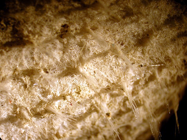 Spicules of sponge under microscope.