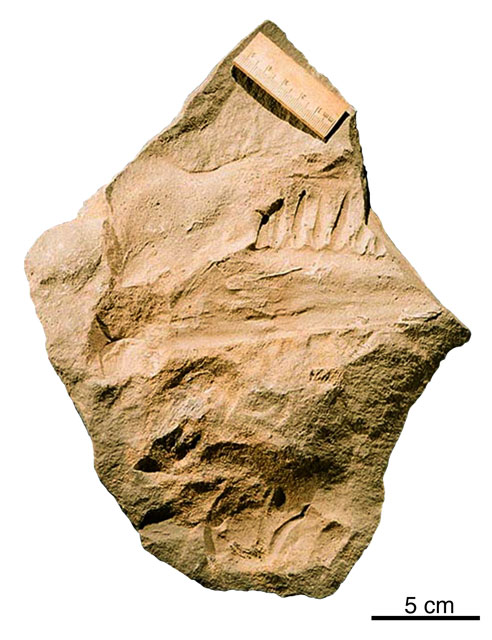 Fossil of a jaw.