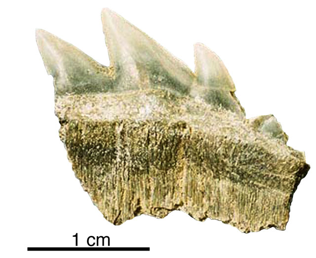 Fossil of shark teeth.