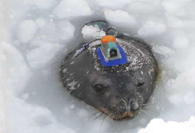 Seal with camera on its head.