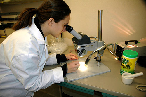 Woman looks through microscope.