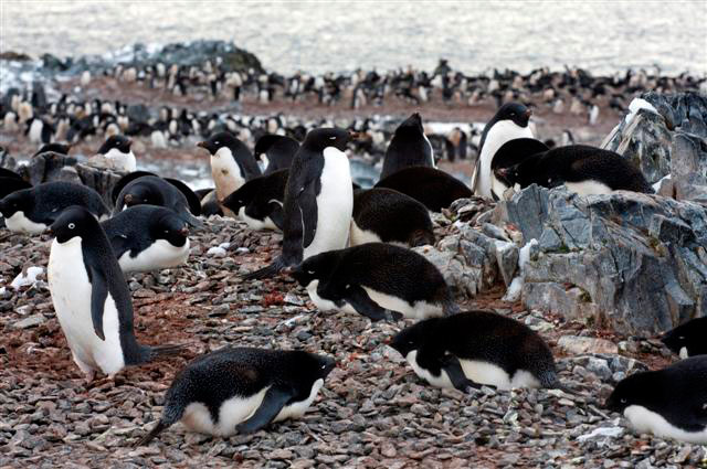 Adelie Penguins