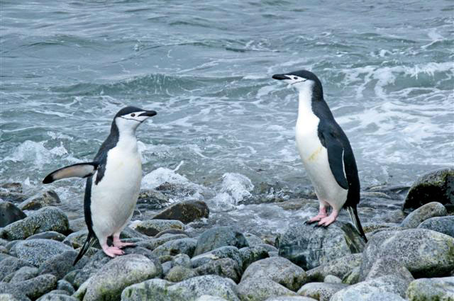 Chinstrap Penguins