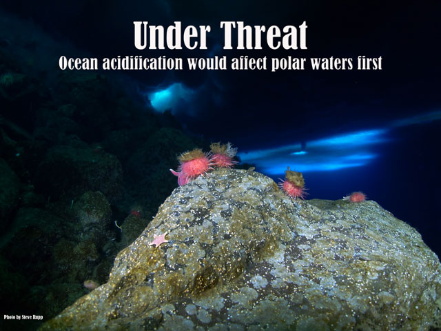 Sea urchins sit on a rock under water.