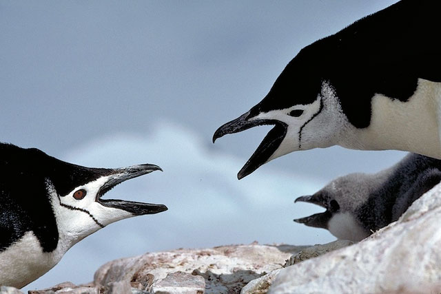 Chinstrap adults with chick.