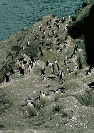 Chinstrap penguins walk up hill.