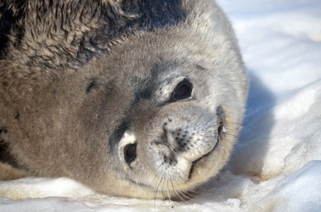 Close up of a Weddell seal face.