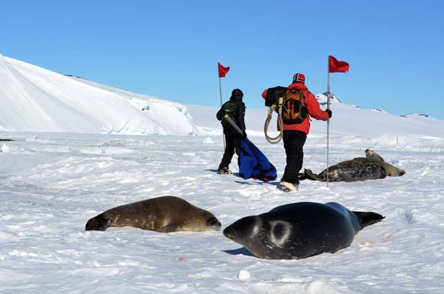 Two people with poles walk around seals.