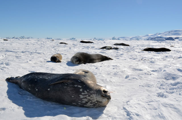 Seals on ice.