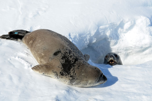 Two seals.