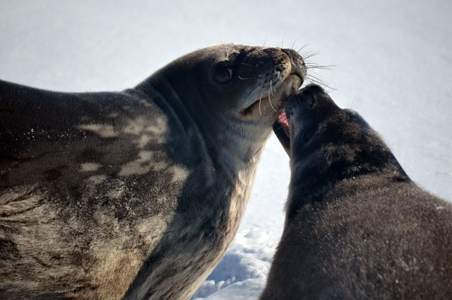 Two seals appear to kiss.
