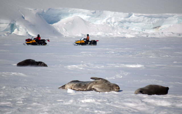 People on snowmobiles drive past seals.