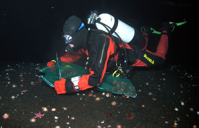 Dive carries net near seafloor.