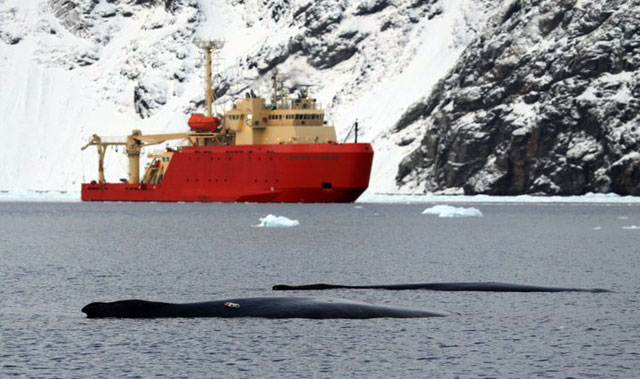 Humpback whales appear in front of ship.