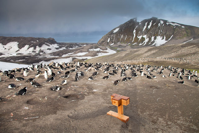 Box sits next to penguins.