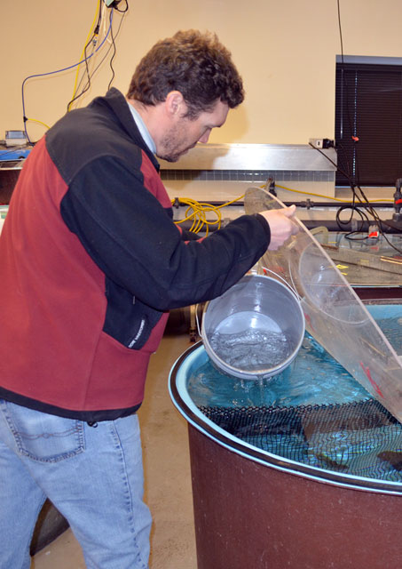 Person scoops water out of tank.