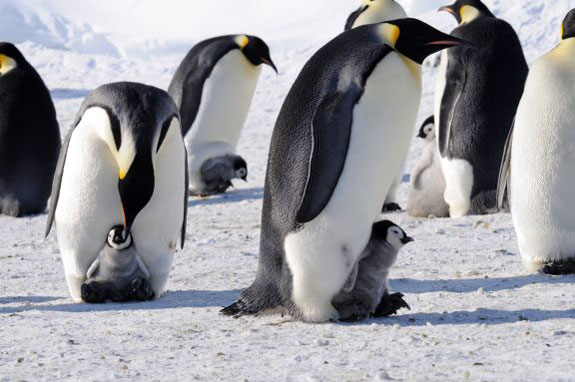 Emperor penguins with chicks.