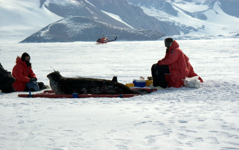 People look at seal on ice with helo in background.