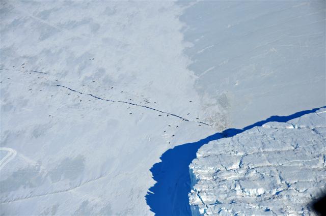Seals lie next to a crack in sea ice.