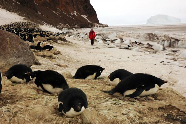 Person walks among nesting penguins.