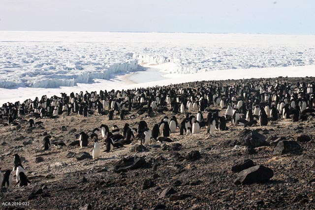 Penguins on Beaufort Island.