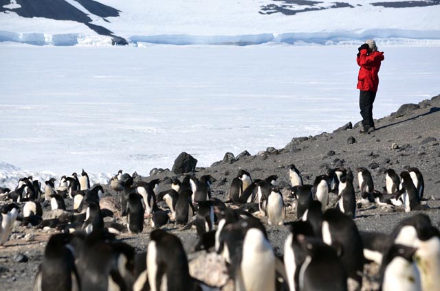 Person with binoculars stands amongst penguins. 
