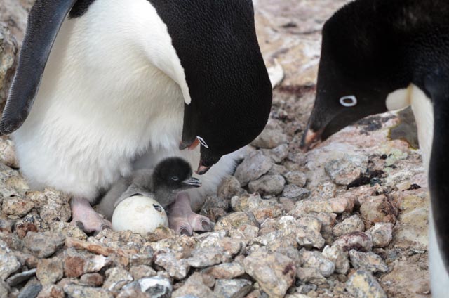 Adult penguins with chick and egg.