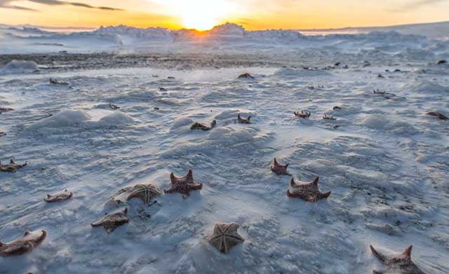 Sea stars cover a snow-covered beach.