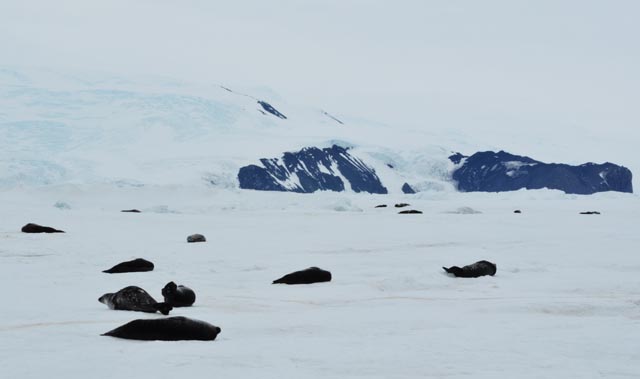 Seals lay on ice surface.