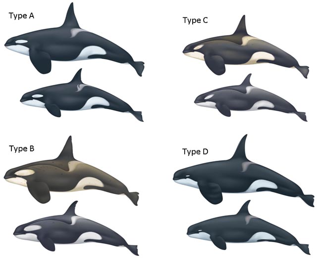 Chart of killer whale species.
