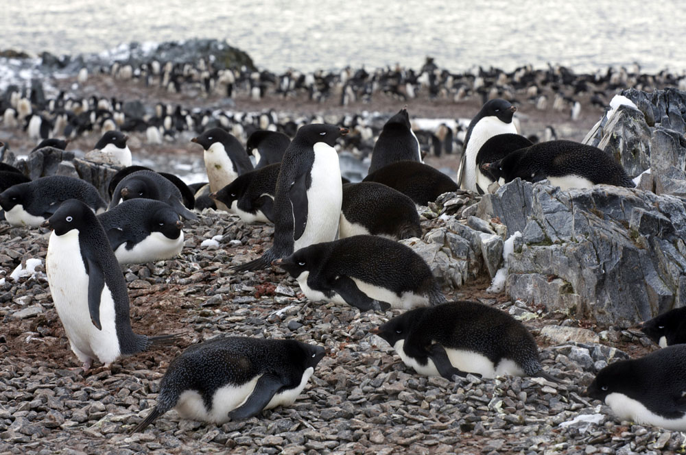 Penguins