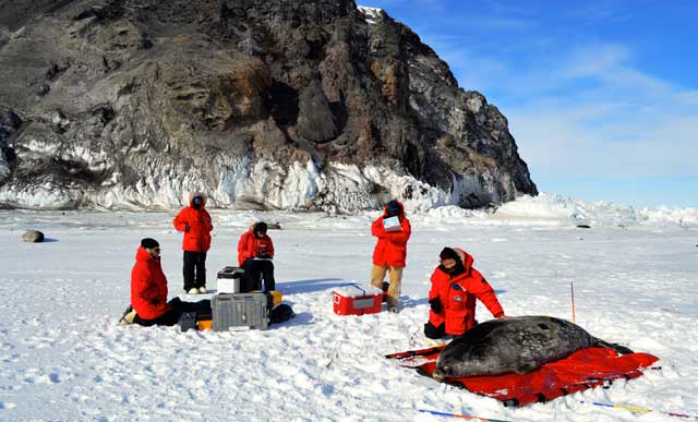 Scientists gather around a seal.