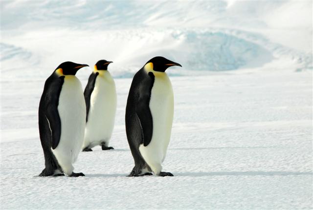 Three emperor penguins stand on ice.
