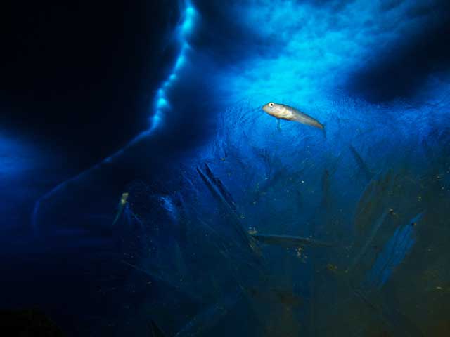 Juvenile fish swim under the ice.