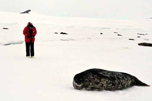 Person points a camera at a seal.