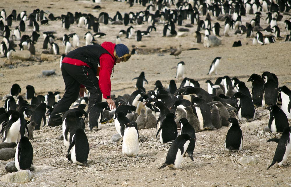 Person bends down amid penguins.