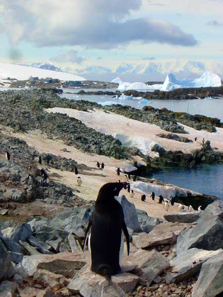 view of penguins and mountains.